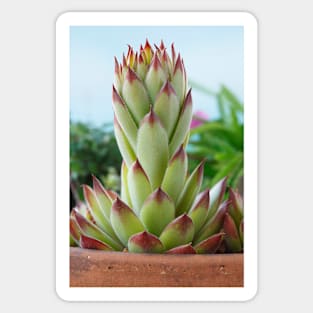 Sempervivum  'Bernstein'  Houseleek Sticker